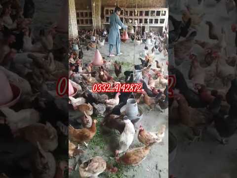 Pure desi eggs from Bhakkar village – DesiEgg.pk YouTube Shorts