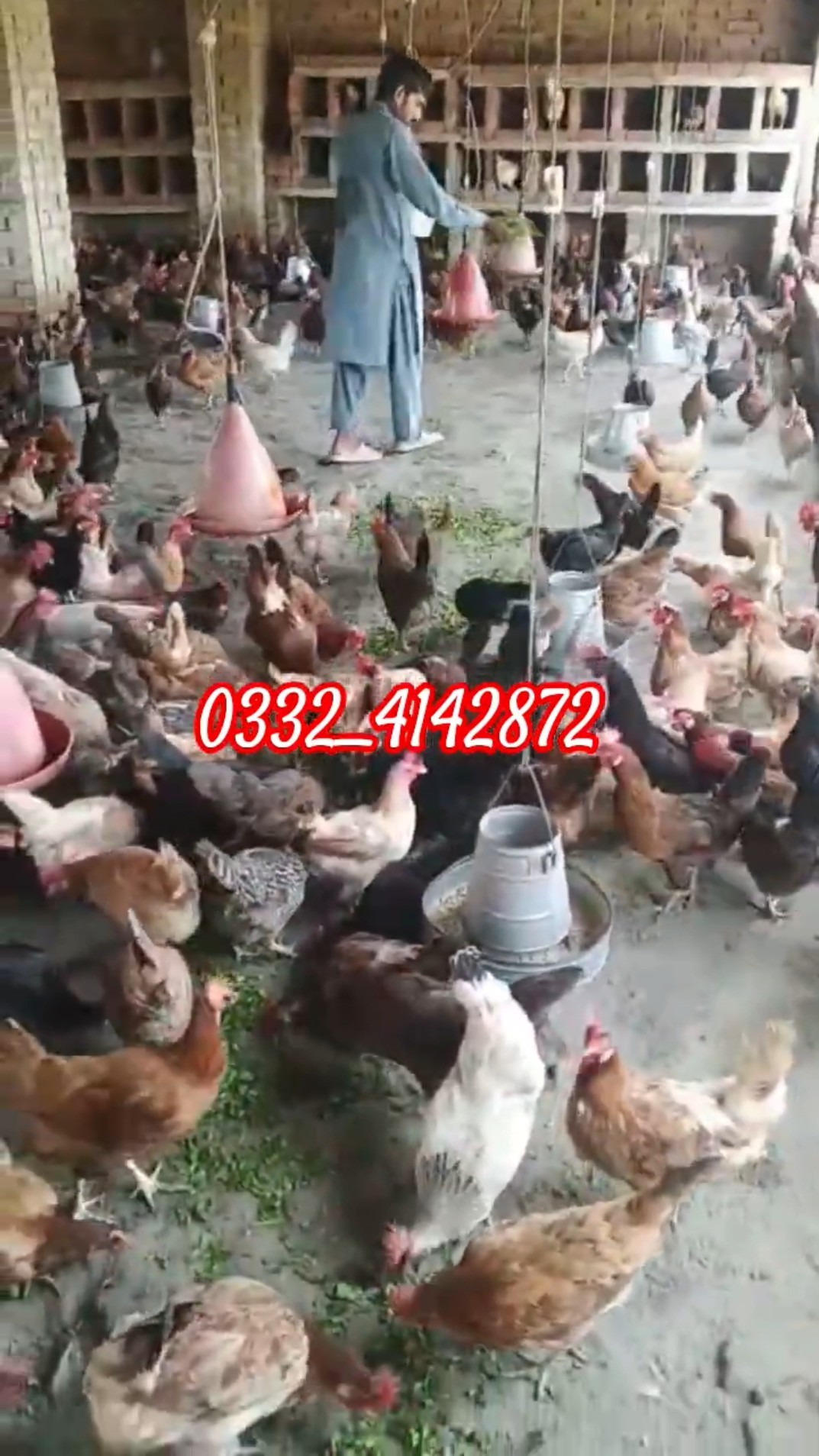 Collecting and hand-packing desi eggs for delivery in Lahore
