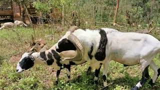 Download lagu Breeding Garut Sheep || Very High Pregnancy Rate mp3