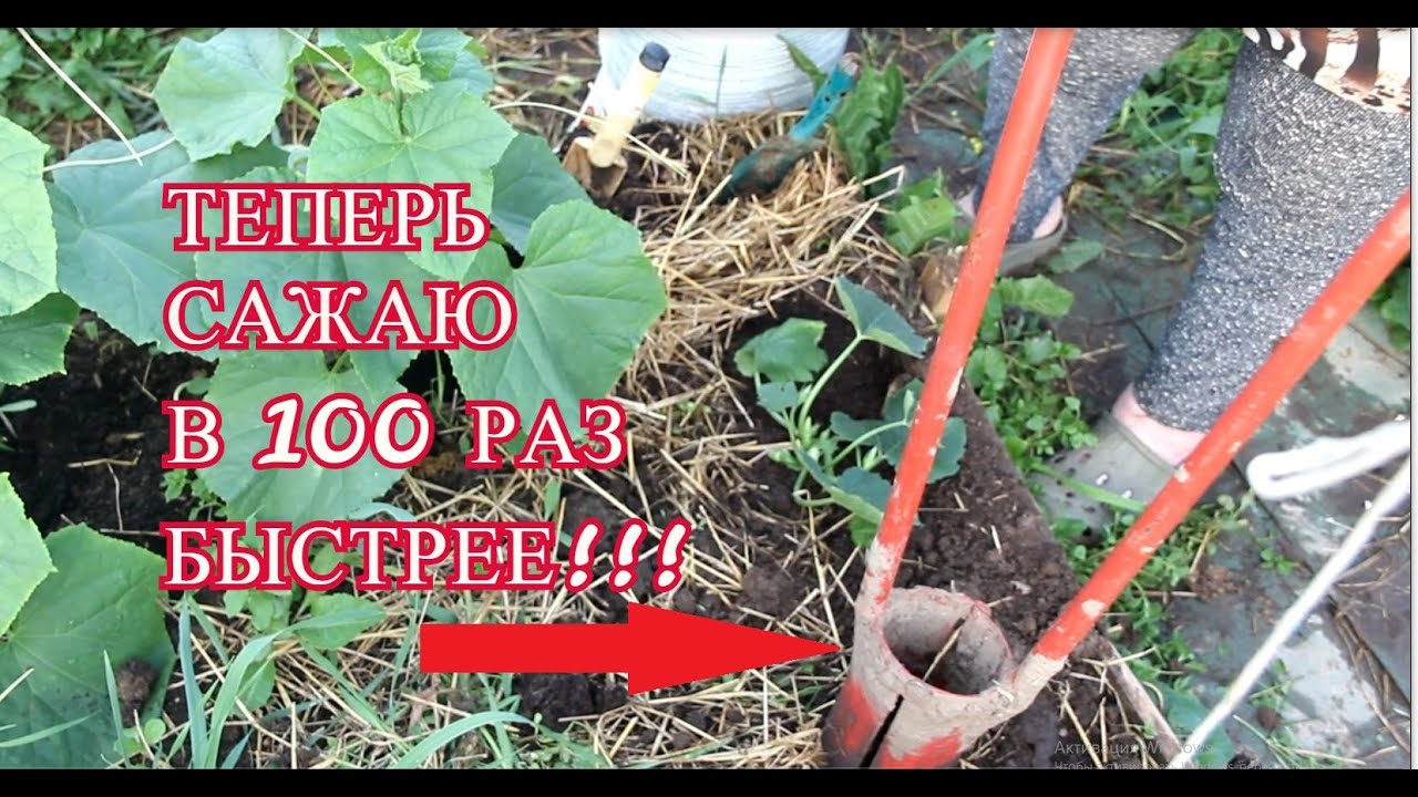 Жаль я раньше не знала об этом способе! Теперь сажаю в 100 раз быстрее!