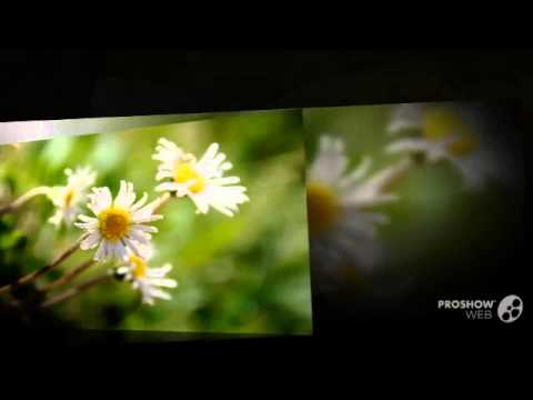 michelii - fungi kingdom