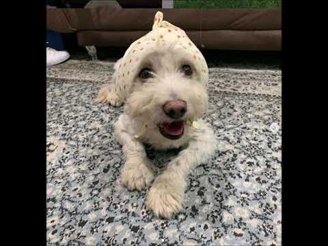 Mira Gamal Shelter Dog Falafilo