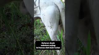 Download lagu Hunting dog mp3