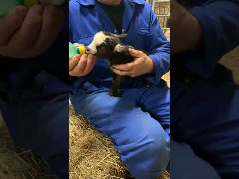 A Little Miracle, Still Very Early Days For Her! 18/11/2021