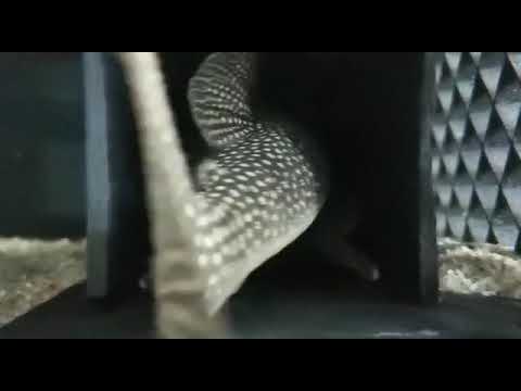 Scobinancistrus auteatus “L014” - trapping