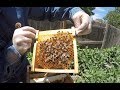Beehive Tour - Mini Urban Beehive (MUB)