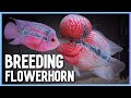 Easy way to Successfully Breed Flowerhorn in Aquarium