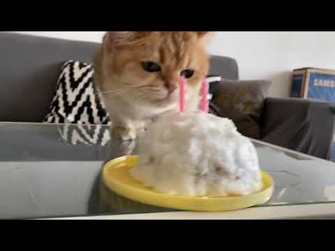 Golden british shorthair