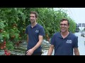 Arques, le nouvel Eldorado de la tomate dans les Hauts-de-France