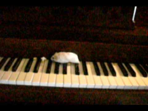 Hamster on a piano