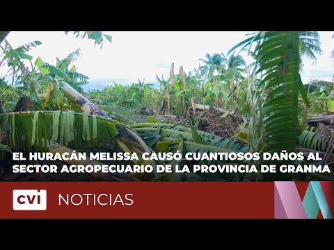 El Huracán Melissa causó cuantiosos daños al sector agropecuario de  la provincia de Granma