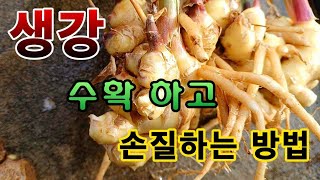 [텃밭농부.868]  생강을 수확하고 다듬는 방법 #생강재배