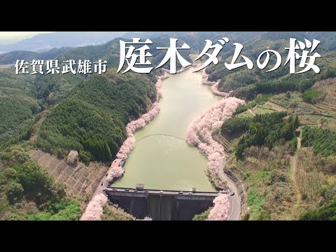 佐賀県武雄市　［庭木ダムの桜］通常バージョン