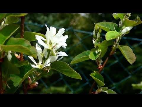 Felsenbirne (Amelanchier alnifolia) Virtueller Rundgang durch die schönsten Gärten. Frühlings Blüte