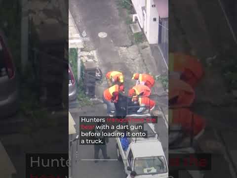 Bear captured after days of panic and school closures in Japan | AJ #shorts