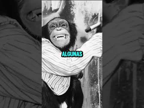CuCu Mono pinta la casita y crea una sorpresa increíble! 🐒🎨🏡