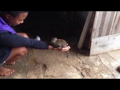 An orphan monkey walks into Claudio Corallo's chocolate plantation...