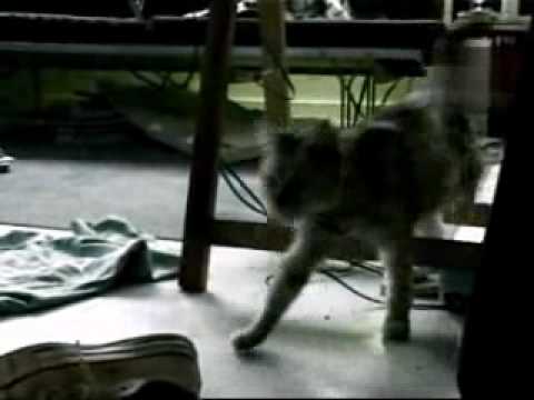 Cat vs. Stinky Sneakers