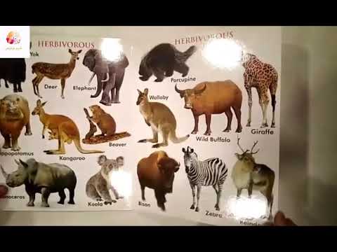 My first board book of wild animals