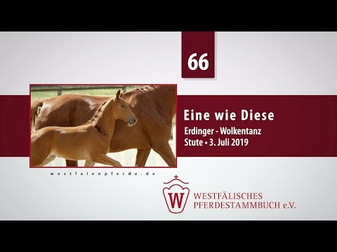 66 Eine wie Diese  Stute v. Erdinger - Wolkentanz
