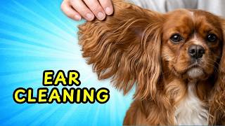 Cavalier Ear Care: Diet, PSOM, and My Gentle Cleaning Method