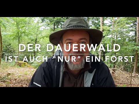 Missverständnisse um den Dauerwald