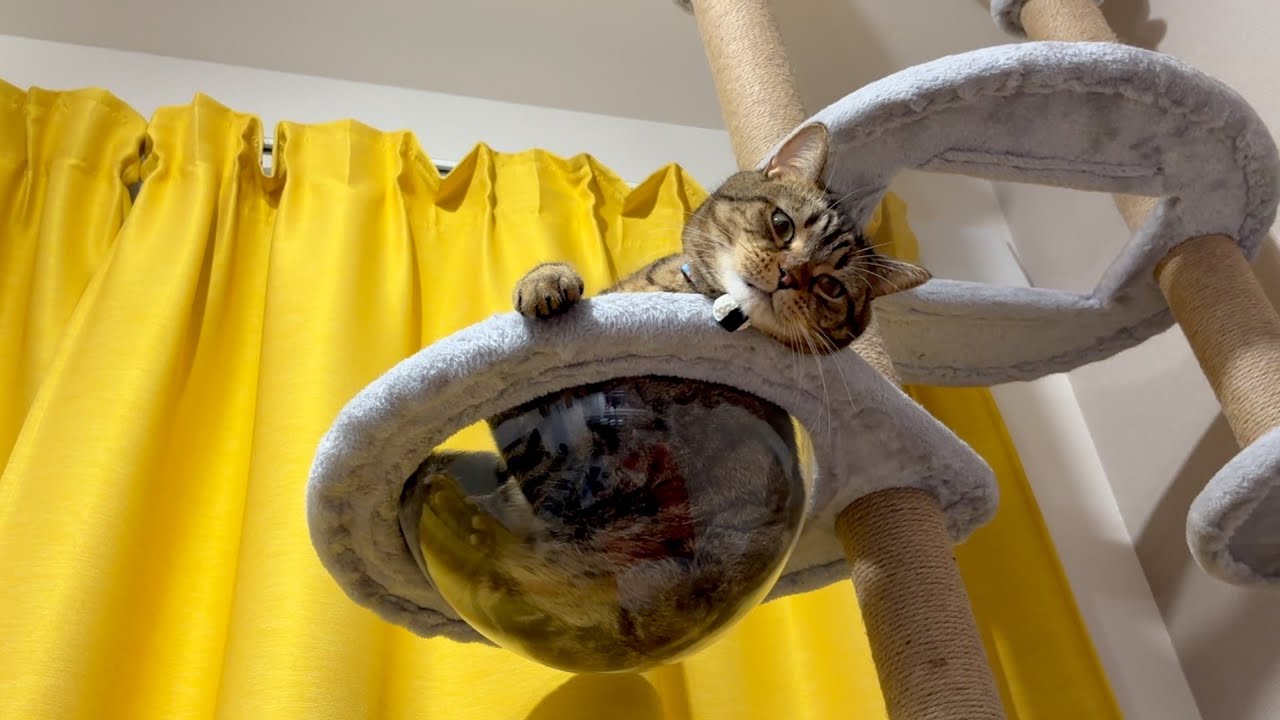 記念日だからダイエットのことは忘れて豪華飯