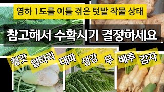 영하 1도를 이틀간 겪은 텃밭 작물 상태는 어떨까요? 참고해서 수확시기 결정하세요