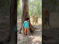 tiger attacked a child in the forest | TIGER ATTACK CHILDREN IN FOREST#tigerattack#shorts