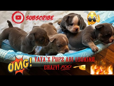 Quality Future Nano Stud  Up 4 Grabs!Slow feet don’t eat!