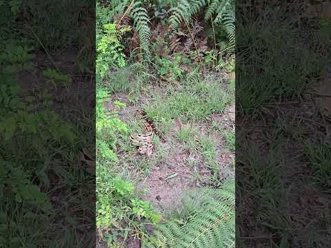 cobra jiboia na beira da estrada em Ibicoara , chapada diamantina BA