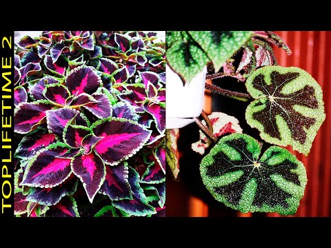 , title : '10 Plantas Bicolores Muy Hermosas'