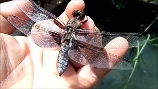 Yusufcuk /DRAGON FLY