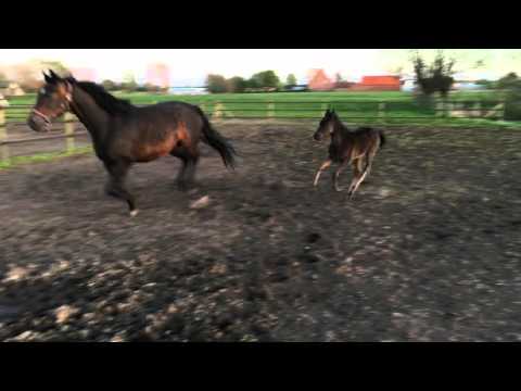 Fürstenball x Sandro Hit x Weltmeyer x Rubinstein I