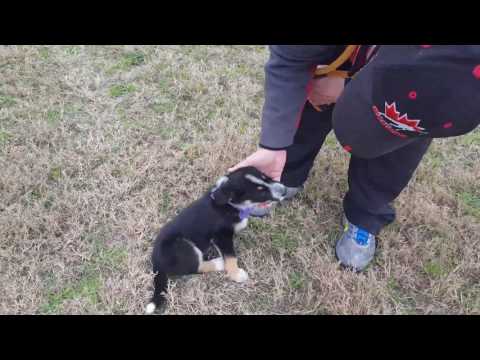 Ryan, an adopted Australian Shepherd & Labrador Retriever Mix in Lytle, TX_image-1