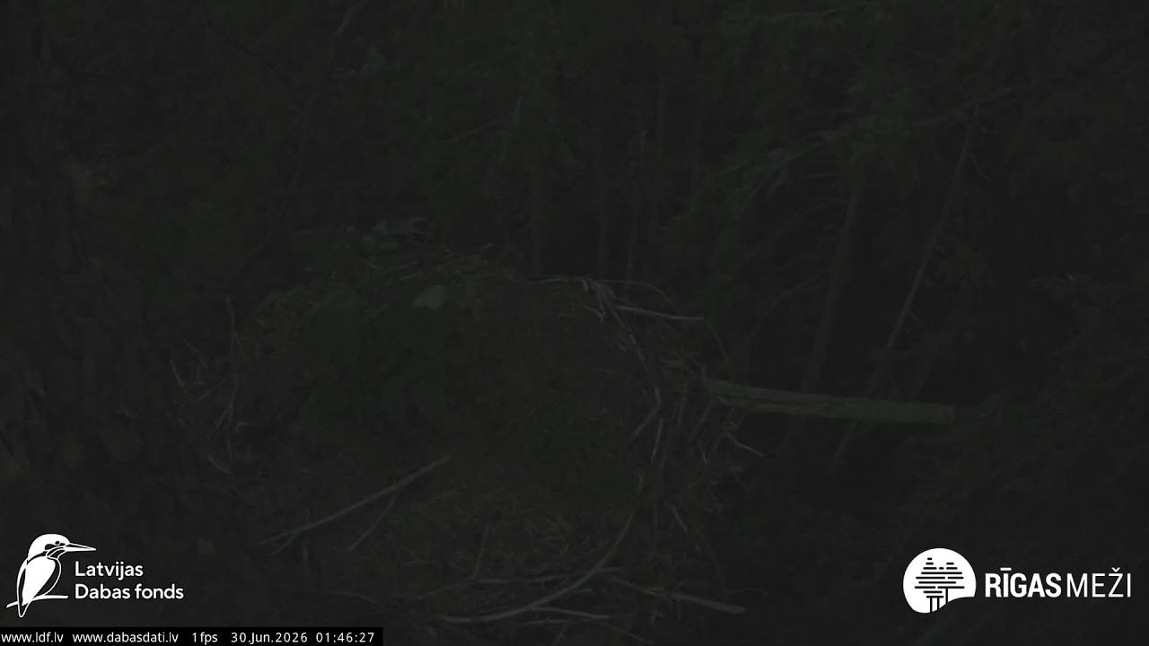 Live webcam view of Black Stork Forest Nest Cam