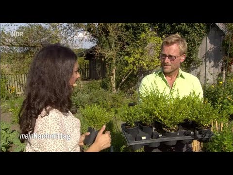 NDR Mein Nachmittag – So lässt sich das Gemüsebeet einfassen