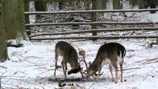 preview picture of video 'GOŁUCHÓW - KENDO DANIELI (FALLOW DEER'S KENDO)'