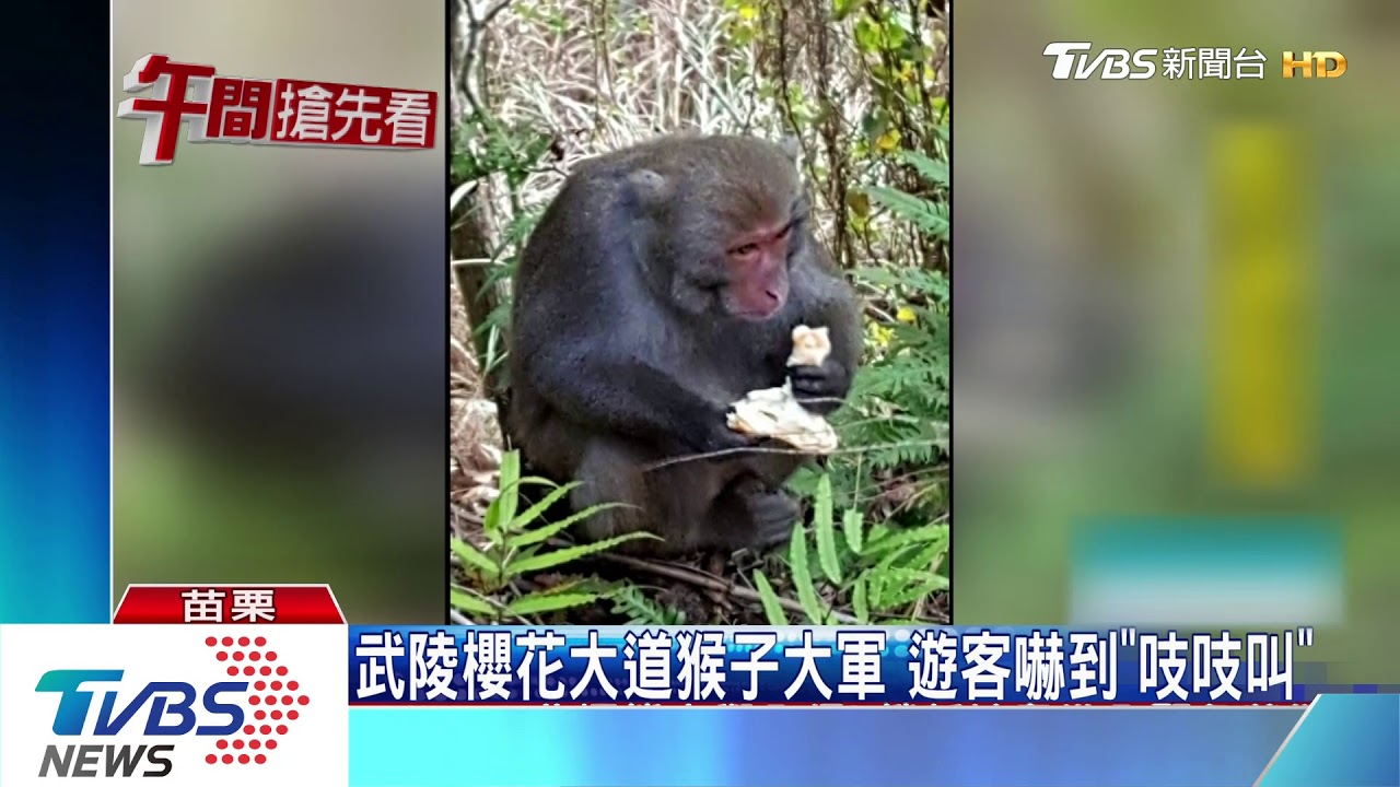 武陵櫻花大道猴子大軍 遊客嚇到「吱吱叫」