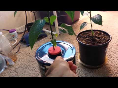 Kratky Hydroponics Vs. Soil