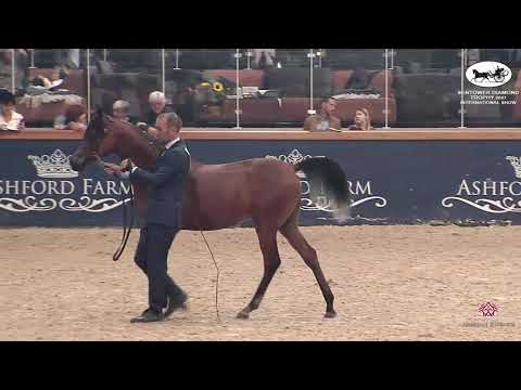 N 49 SIDARTA AS   Sentower Diamond Trophy 2021   International Show   Yearling Colts Class 2