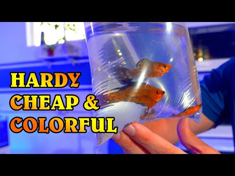 The Best Beginner Saltwater Fish - Acclimating Freshwater Mollies to Marine Aquariums