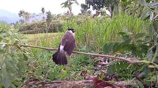 Download lagu Suara burung kutilang keras memanggil...yang liar pada kumpul mp3 Download lagu Suara burung kutilang keras memanggil...yang liar pada kumpul mp3