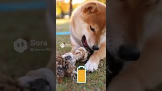 電池切れの柴犬〜