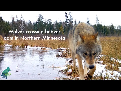 Wolves crossing beaver dam in Northern Minnesota