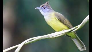 Download lagu Masteran Wajib,Masteran jernih,masteran jitu suara burung cucak jenggot Gacor,ampuh 10000%!! mp3 Download lagu Masteran Wajib,Masteran jernih,masteran jitu suara burung cucak jenggot Gacor,ampuh 10000%!! mp3