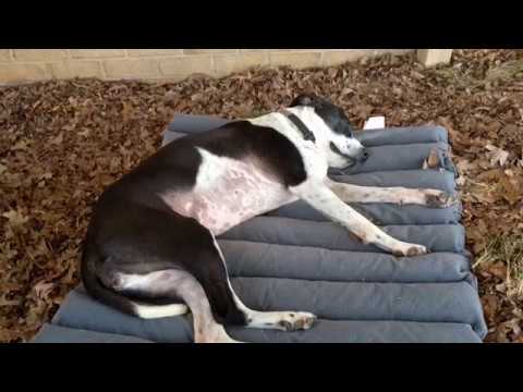 Chloe Bell, an adopted Boxer & Dalmatian Mix in Tanner, AL_image-1