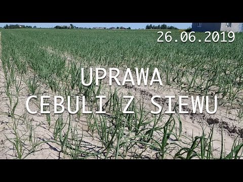 Uprawa cebuli z siewu 26.06.2019 - program dokarmiania warzyw