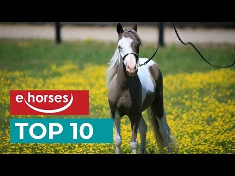, title : 'Top 10 smallest pony breeds'