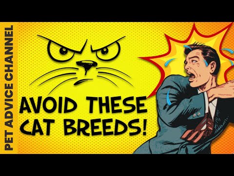 10 worst cat breeds for first-time owners